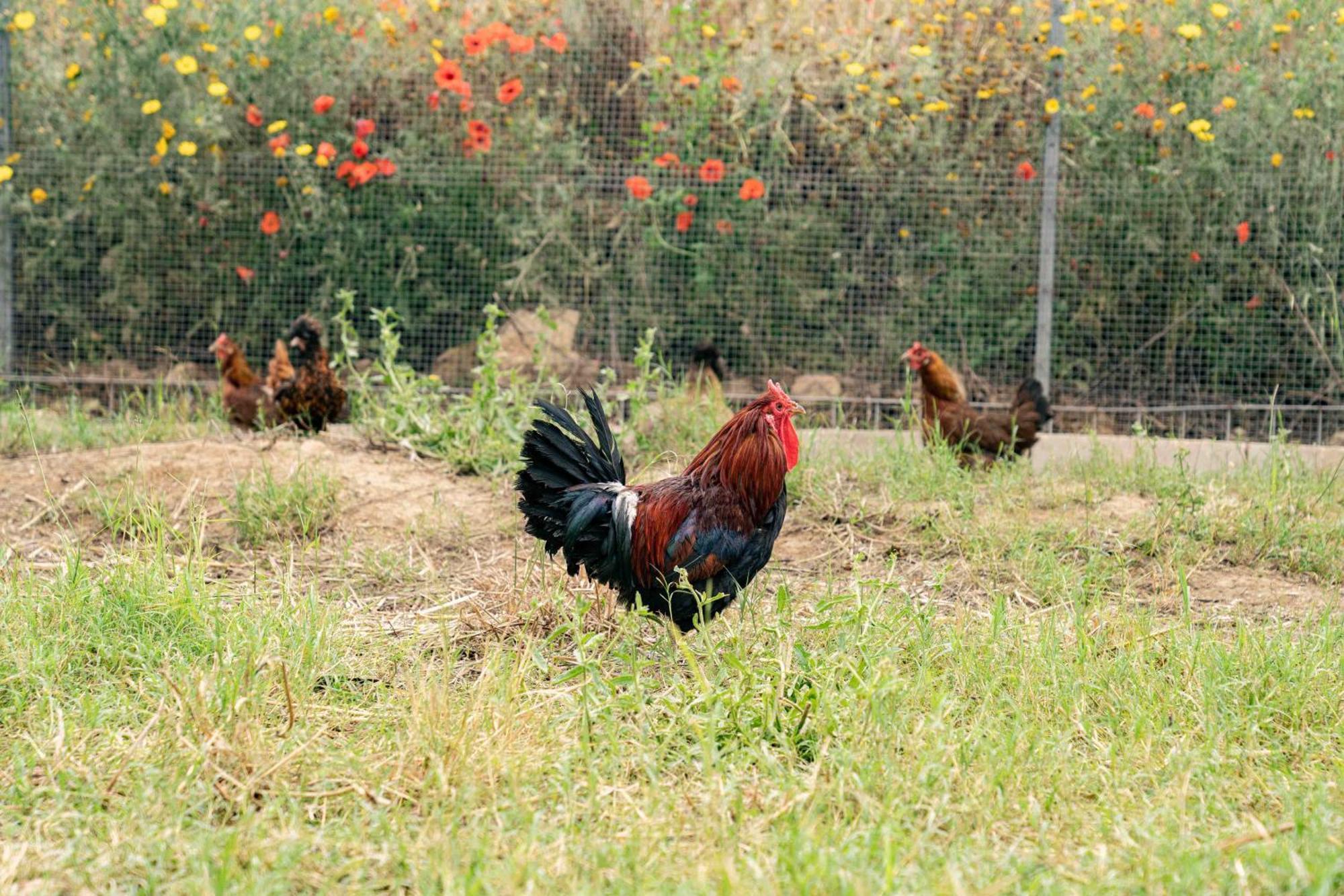 Judeka Agriresort Калтаджироне Екстериор снимка